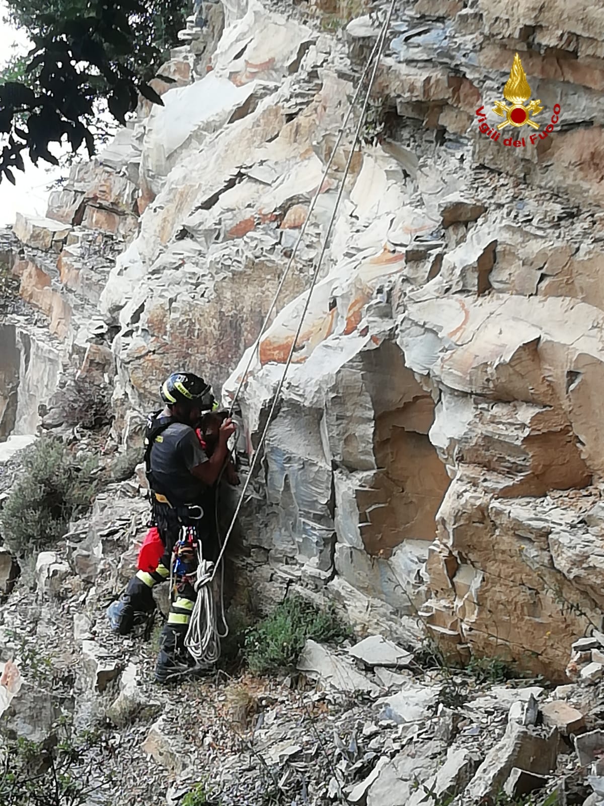 Genova Cagnolina Precipita E Rimane Bloccata Su Parete Ripida Salvata