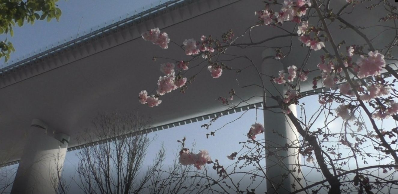 Ponte Morandi, riapre la Radura della Memoria. Bucci: "Il 14 agosto la prima pietra del memoriale"