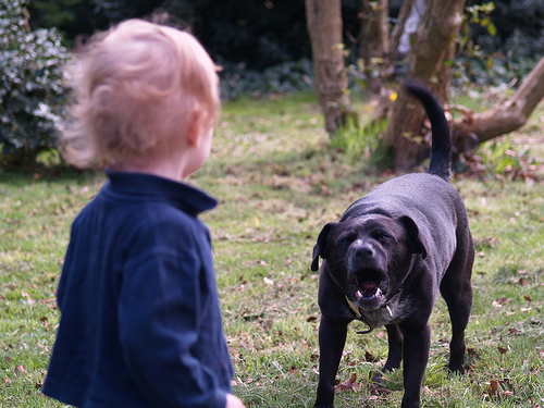 Pegli, cane azzanna due bambini al parco. Fontana: "Obbligo di guinzaglio"