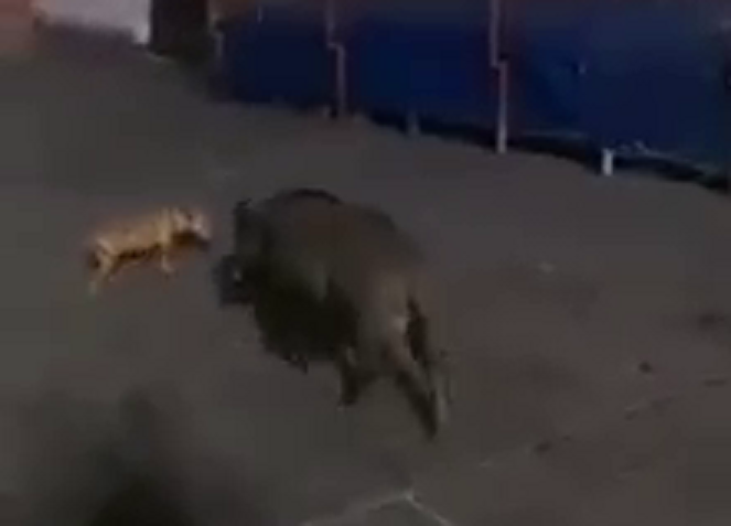 Genova, il cinghiale nella movida: un ungulato a spasso in piazza De Ferrari