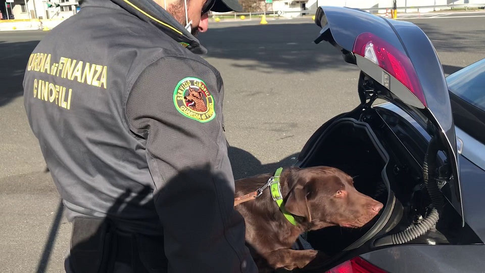 La Spezia, nasconde 6kg di marijuana in auto ma il cane antidroga lo scopre: arrestato