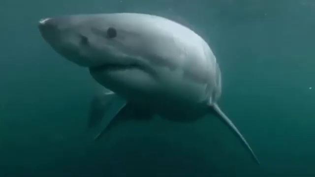 Uno squalo bianco a Bordighera, il video virale sui social è un fake