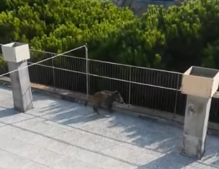 Quinto, cinghiale sfonda un portone, sale sul tetto del palazzo e resta bloccato