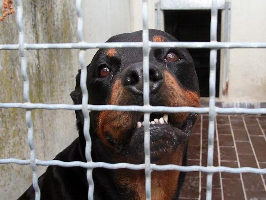 Senza mascherina e senza museruola per il cane sul bus aggredisce i poliziotti: arrestato