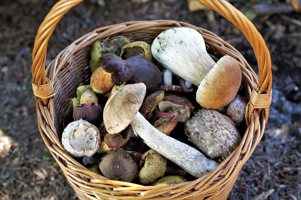 Funghi, come raccoglierli e conservarli: il servizio micologico di Asl 2 che può salvare la vita