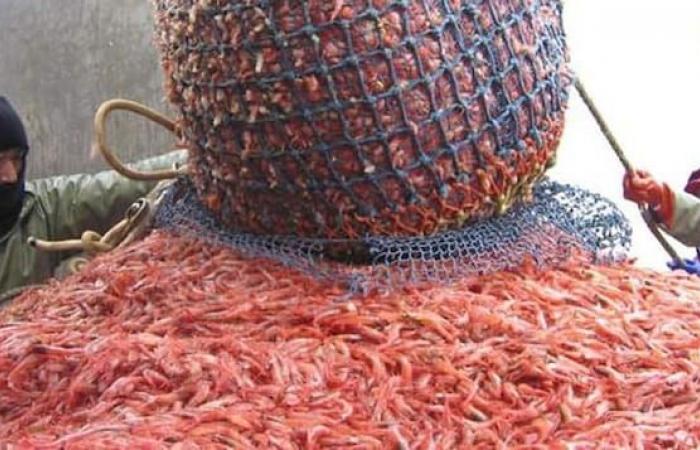 Pescatori di Liguria contro i tagli al pescato imposti dall'Unione Europea: -40% entro il 2023