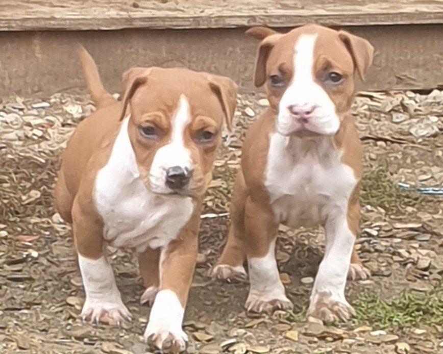 Genova, 6 cuccioli di pitbull ritrovati in una scatola di cartone