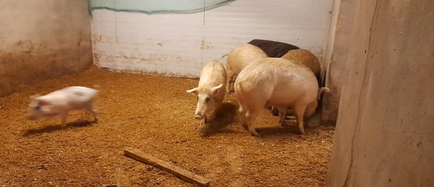 Peste suina, salvi in extremis i maiali di Campo Ligure