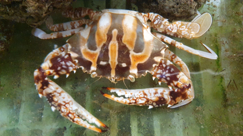 Genova, granchio "alieno" pescato nelle acque della Liguria