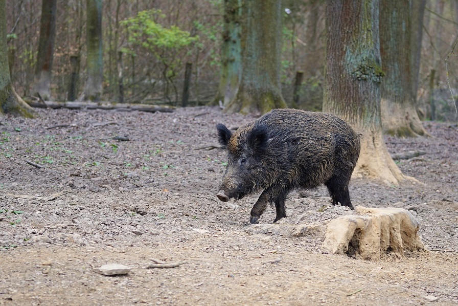 Peste Suina, scoperto un caso a Busalla. E' il 67° cinghiale ucciso dal virus