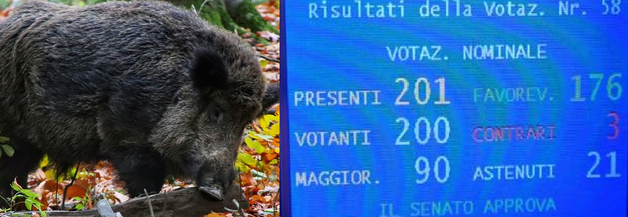 Peste suina, approvata in Senato la legge speciale. Bruzzone: "Ora i ristori"