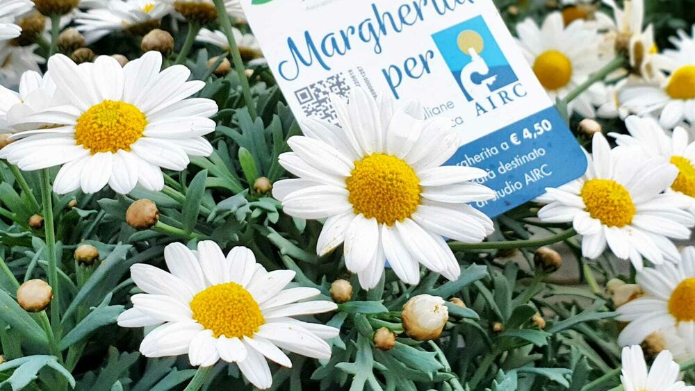 Viene ancora da Albenga la margherita sinbolo della ricerca sul cancro
