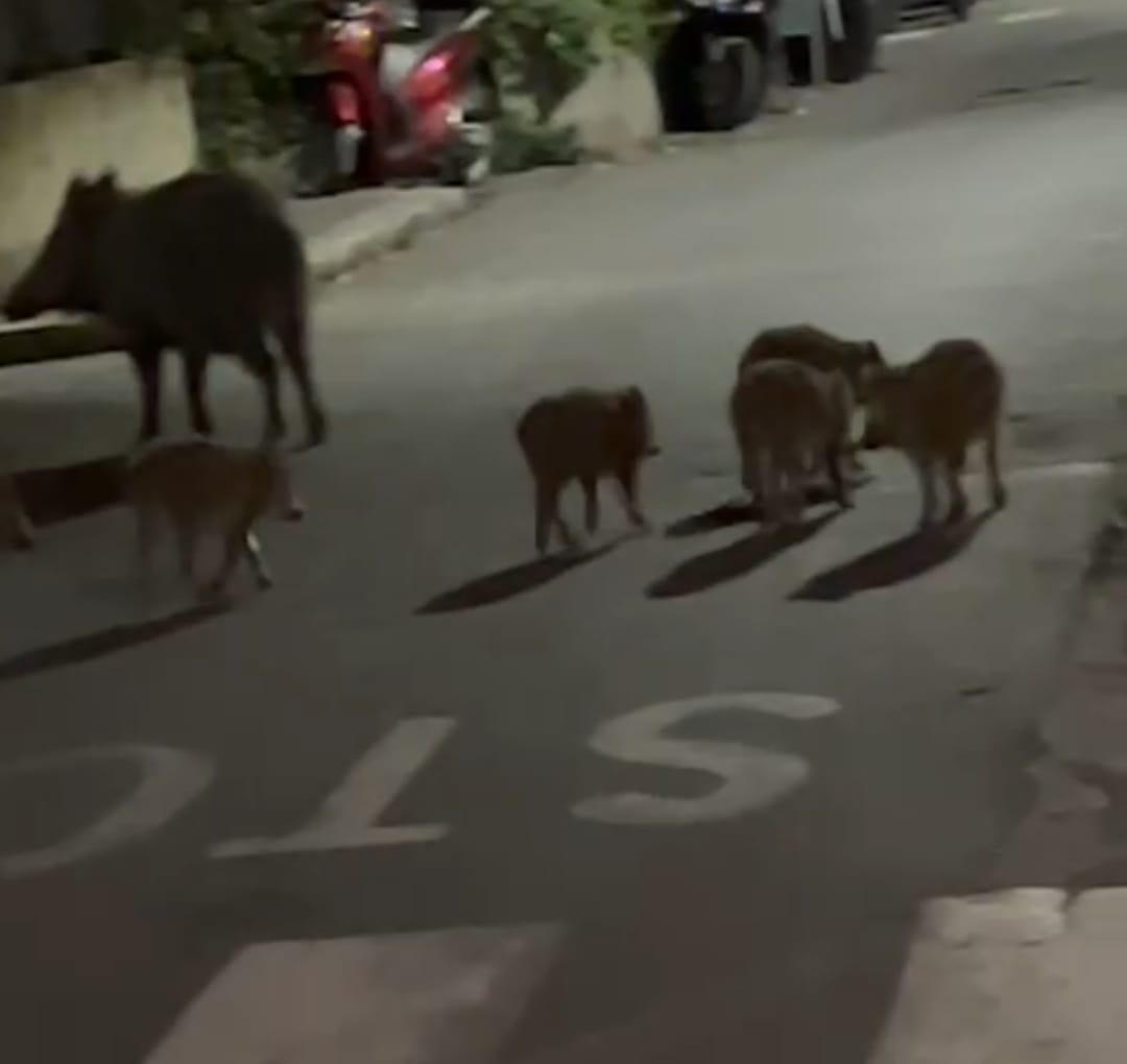 Genova, di notte i cinghiali invadono la città: ultimo caso a San Fruttoso. I motociclisti: “Pericolo concreto”