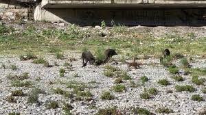 Peste suina, i cinghiali del Bisagno saranno abbattuti