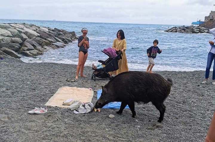 Genova, cinghiale aggredisce donna in spiaggia a Vernazzola: "Mi ha morso, tutti sono scappati"