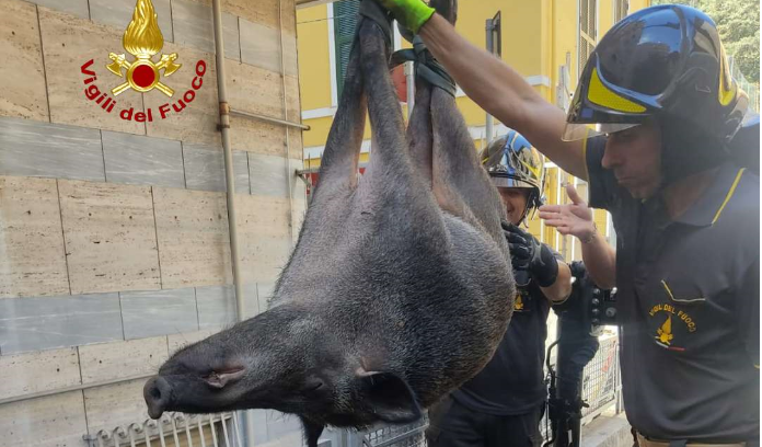 Genova, cinghiale cade in una intercapedine: salvato dai vigili del fuoco