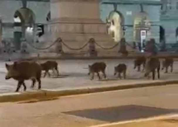 Genova, famiglia di cinghiali "a teatro": una decina di ungulati scorrazza davanti al Carlo Felice
