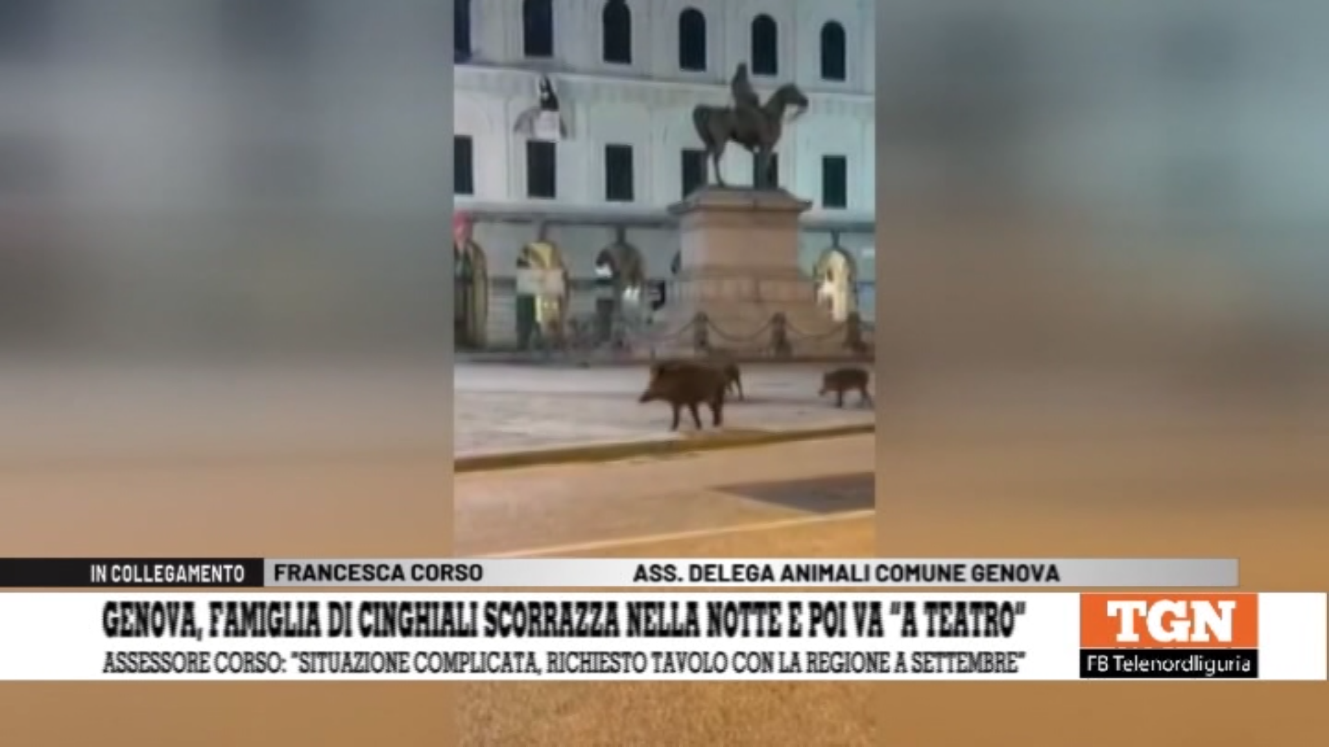 Cinghiali in città a Genova, assessore Corso: “Chiesto tavolo congiunto con la Regione, il Comune da solo non può fronteggiare l’emergenza”