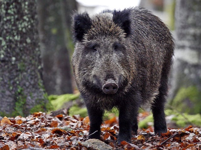 Genova, trova cinghiale addormentato davanti alla porta di casa