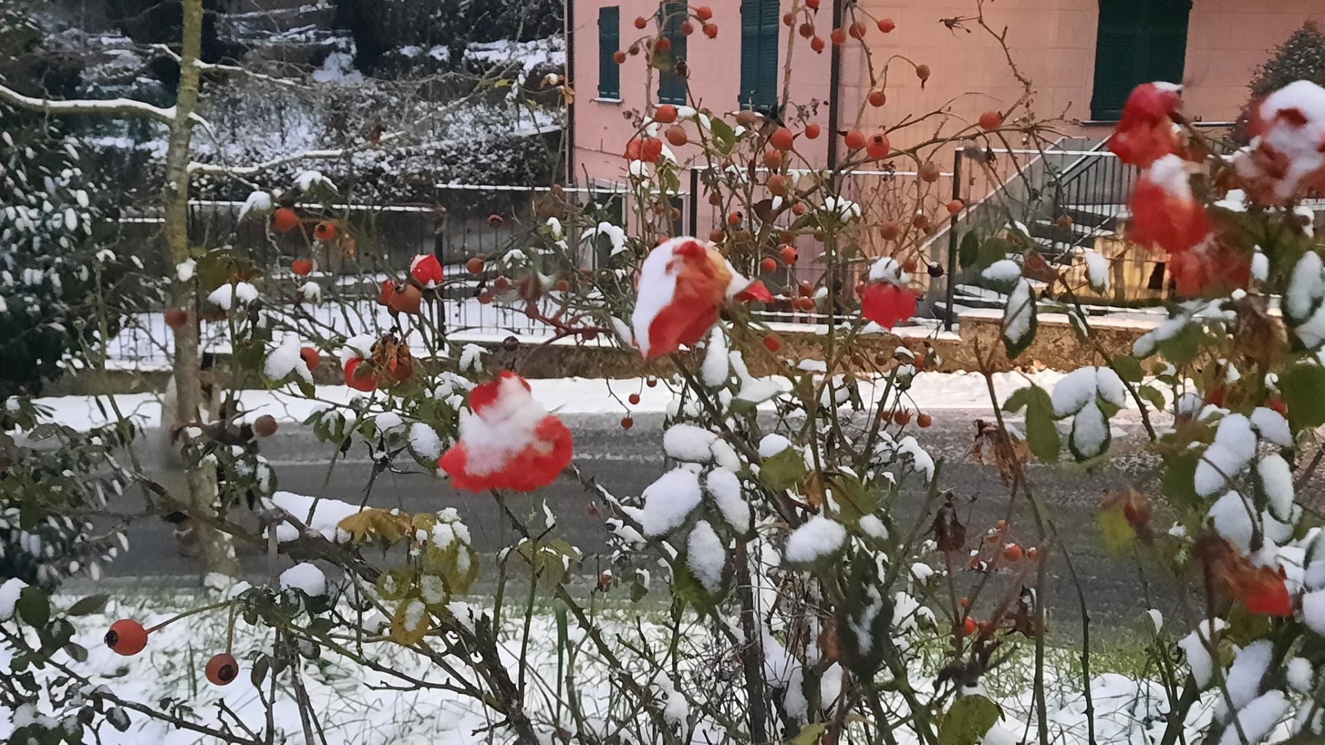 Genova, la neve imbianca l'entroterra: in città qualche fiocco solo nelle zone collinari