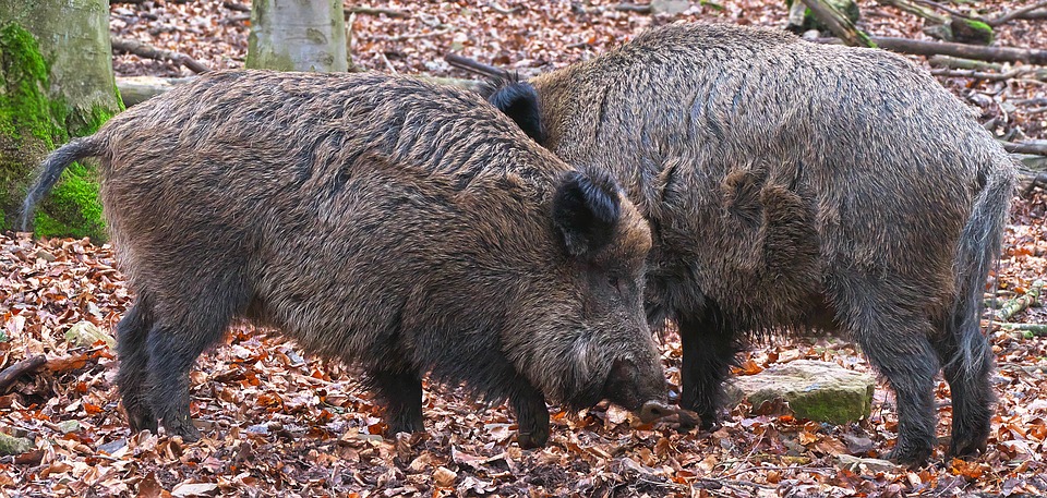 Crocefieschi, scoperti i primi due casi di peste suina