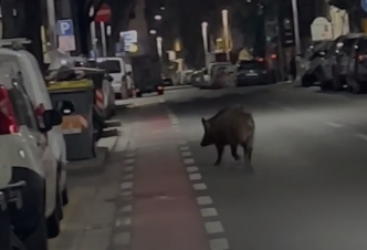 Genova, cinghiale a spasso di notte nel quartiere di Certosa