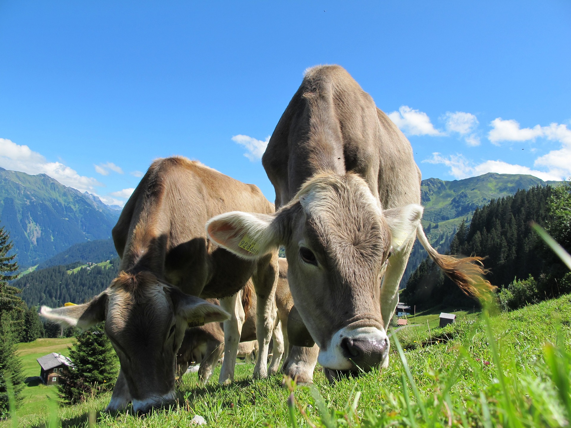 Liguria, stanziati 600 mila euro per il benessere animale. Il vice presidente Piana: "Contributo concreto agli allevatori"