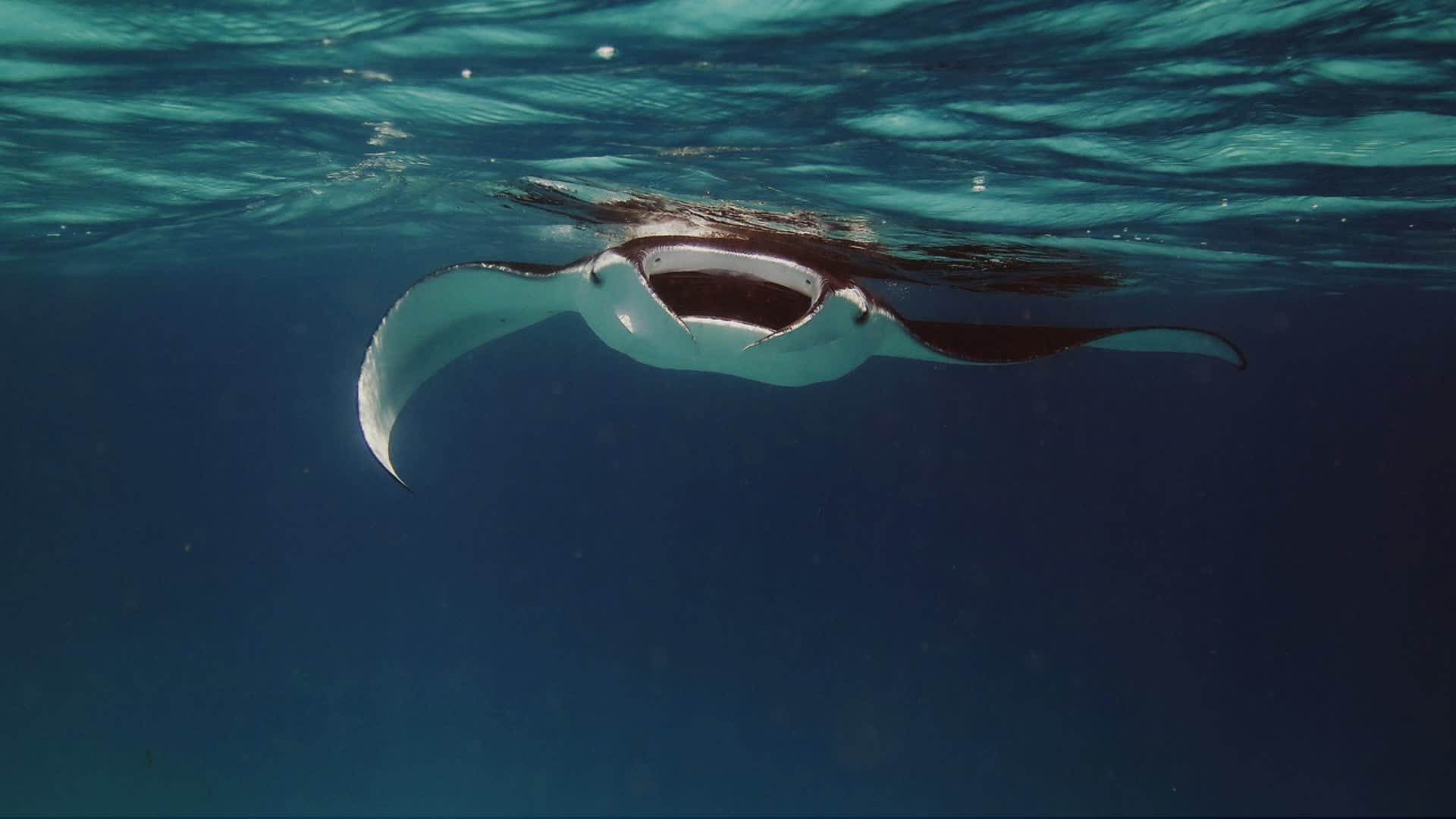 Sestri Levante: manta in difficoltà, scattato il salvataggio