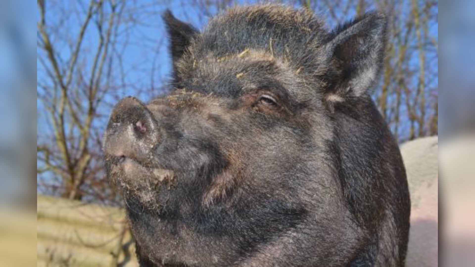 Confagricoltori: "La peste suina si estende, in Liguria i cacciatori non bastano a eliminare i cinghiali"