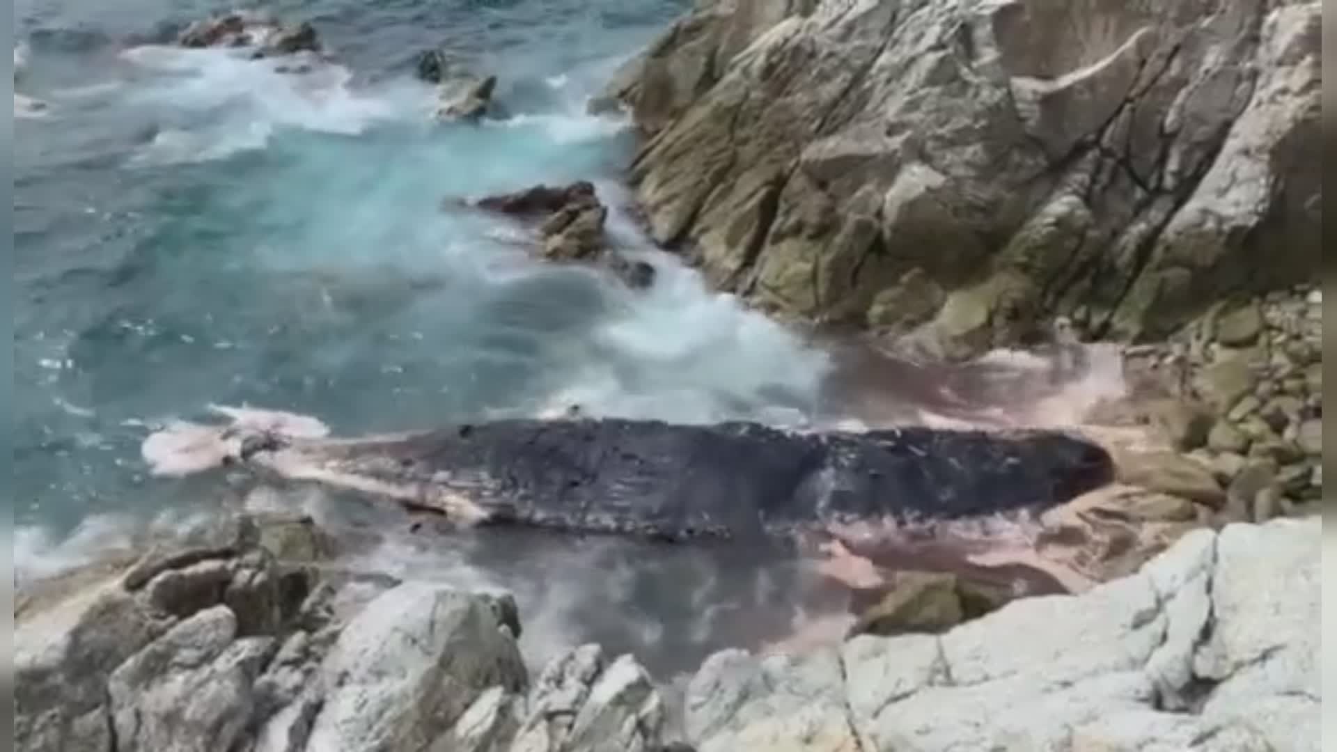 Capodoglio spiaggiato a Varazze, è stato un diportista ad avvistarlo: la carcassa è in avanzato stato di decomposizione