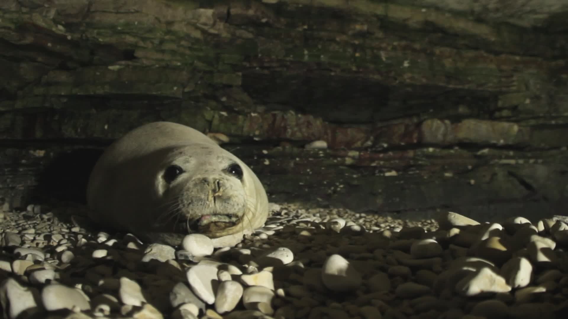 Genova, Acquario: al via nuovo studio sulla foca monaca nel Santuario Pelagos