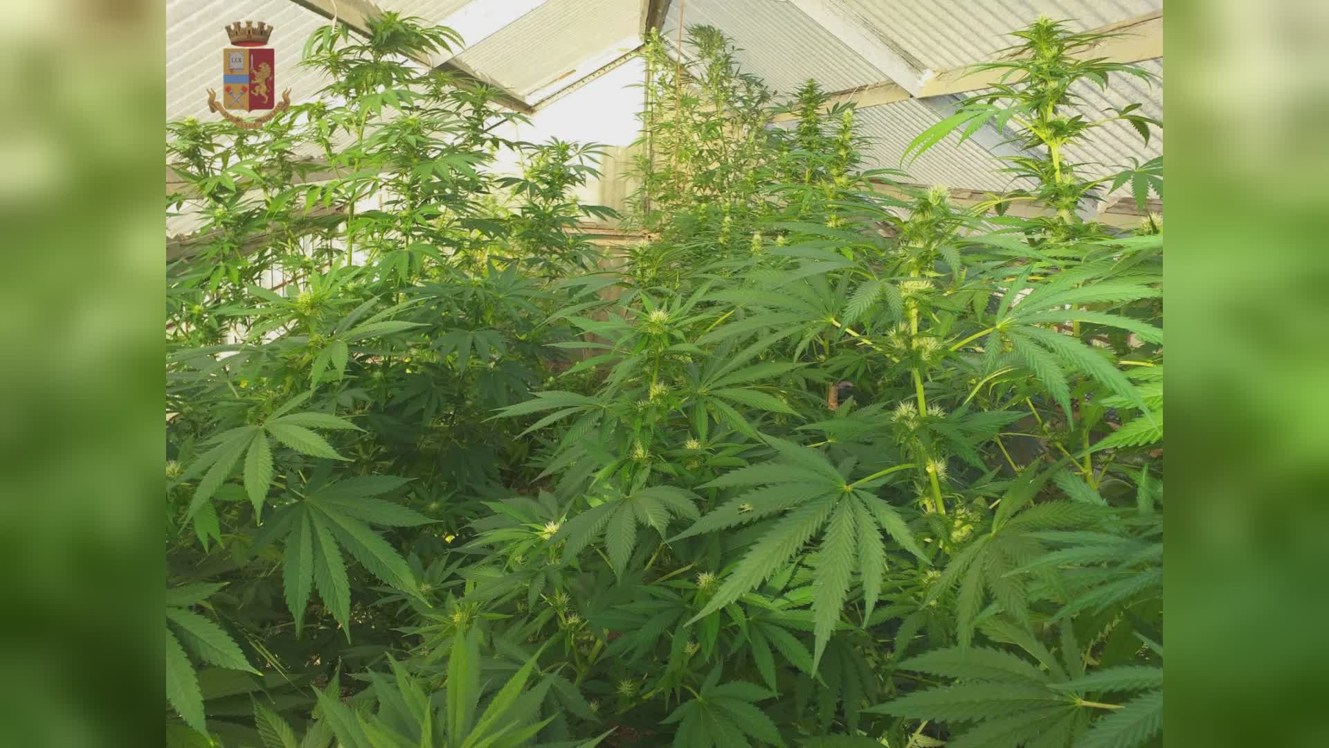 Genova: aveva 3 kg di marijuana in auto, arrestato