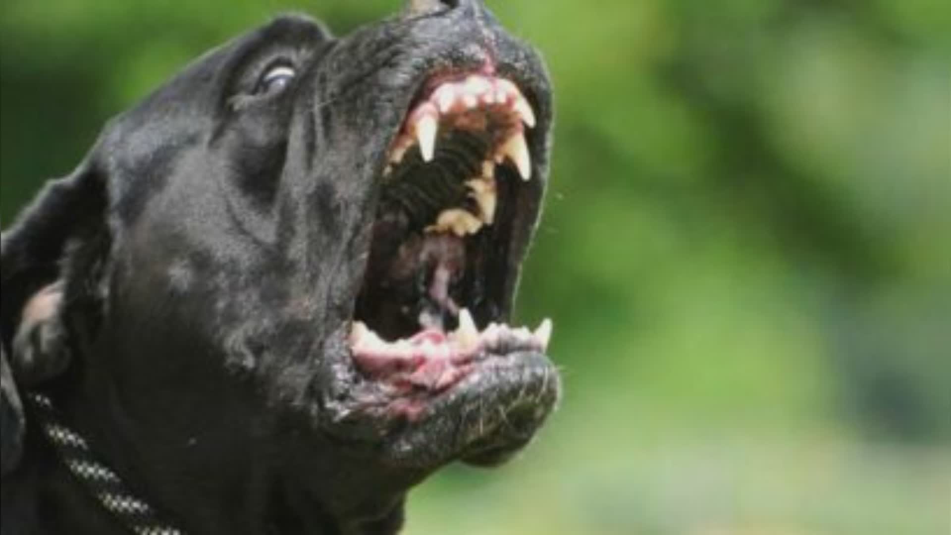 Cairo Montenotte: grave addestratrice azzannata da un cane
