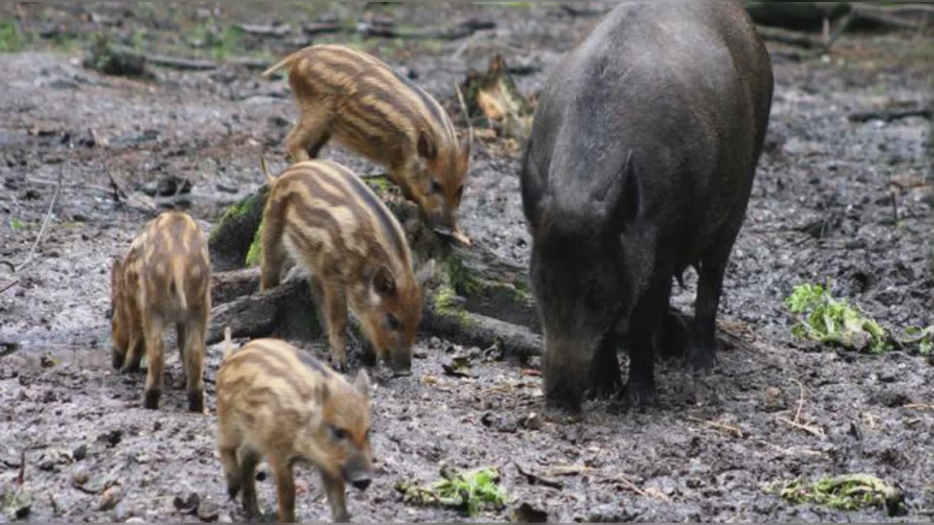 Liguria, peste suina: tre nuovi casi a Genova, Propata e Rovegno