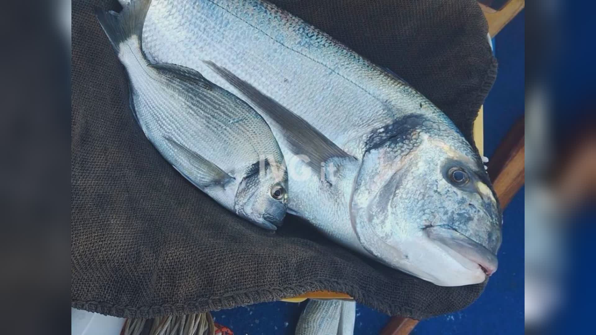 Savona, pesca da record: presa un'orata di cinque chili