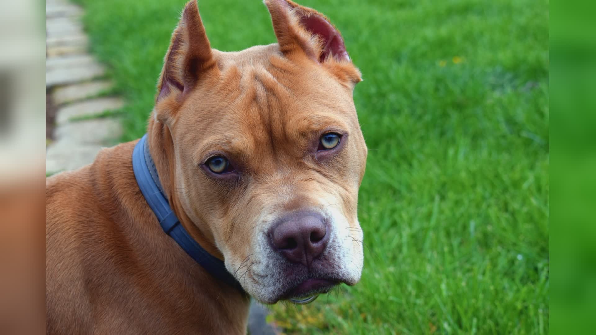 Genova, pitbull azzanna i padroni ultrasettantenni: marito trasportato in codice rosso al San Martino, è grave