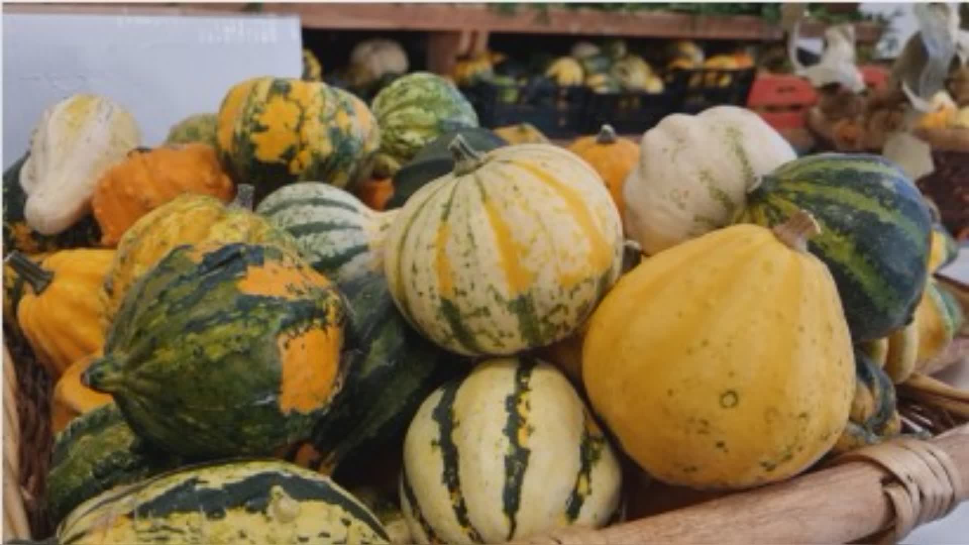Genova: al via a Murta la Mostra della Zucca, 37a edizione con tante novità