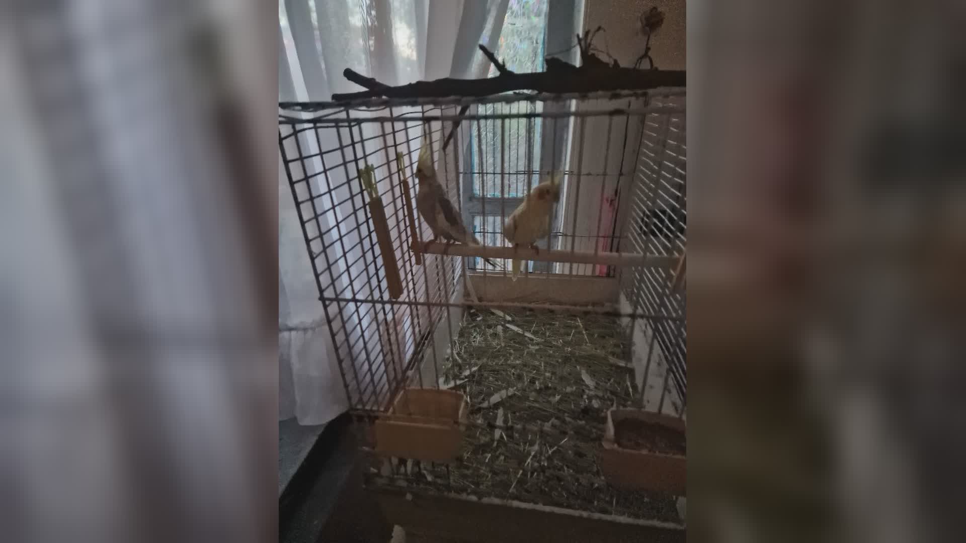 Genova: pappagalli, cornacchia e tartaruga "imprigionati" in casa salvati dalla polizia locale