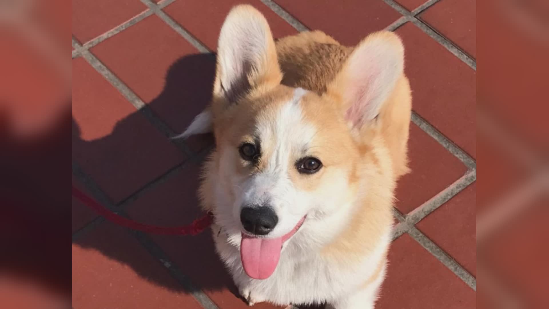 Sestri Levante vieta i "botti" durante le festività natalizie per tutelare gli animali
