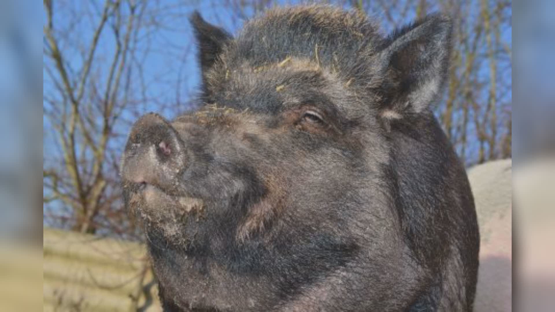 Peste suina: primi casi a Chiavari e Favale di Malvaro