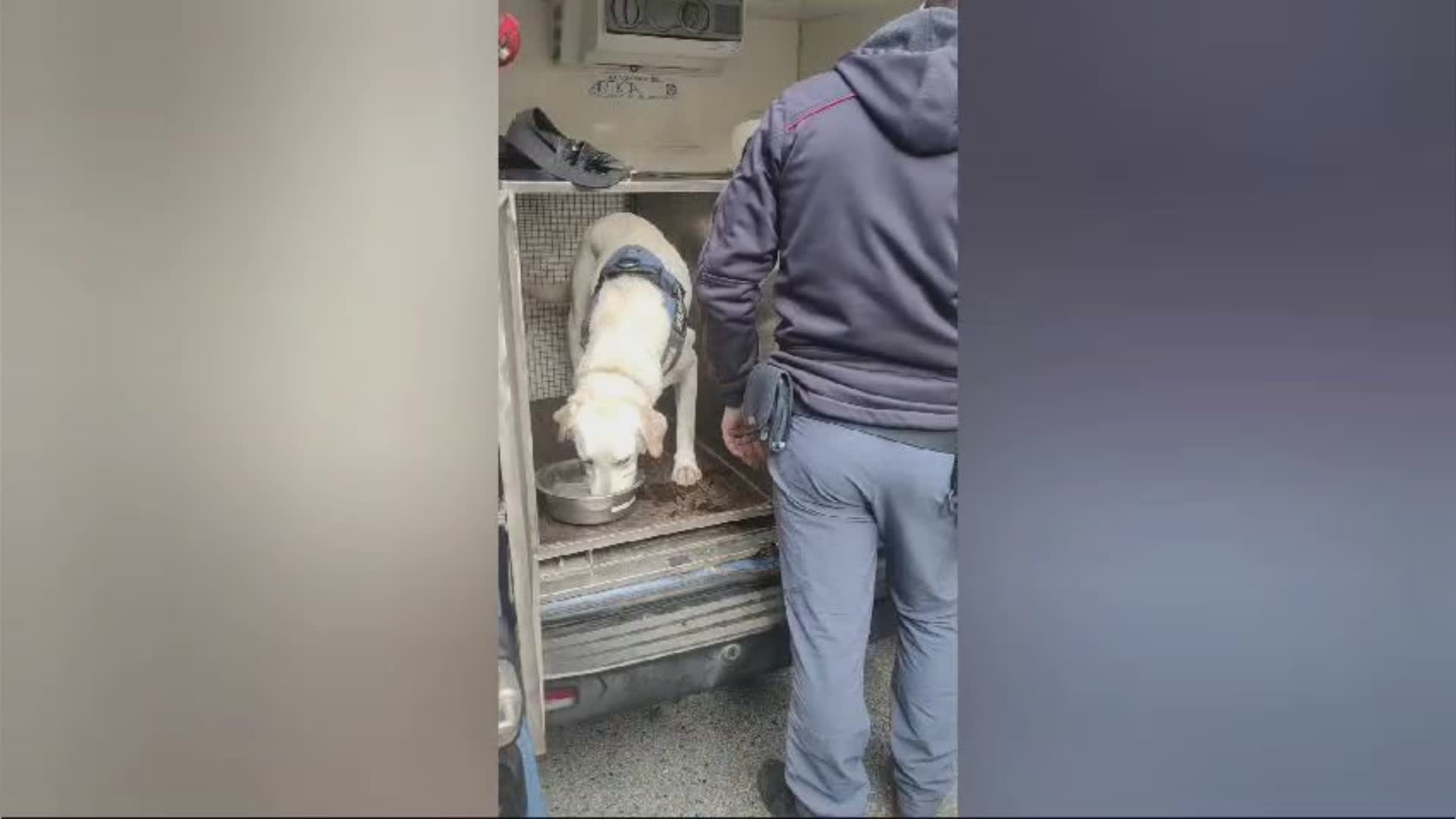 Leo, Target e Zecchin: ecco la squadra di cani antiesplosivo intervenuta al Tribunale di Genova