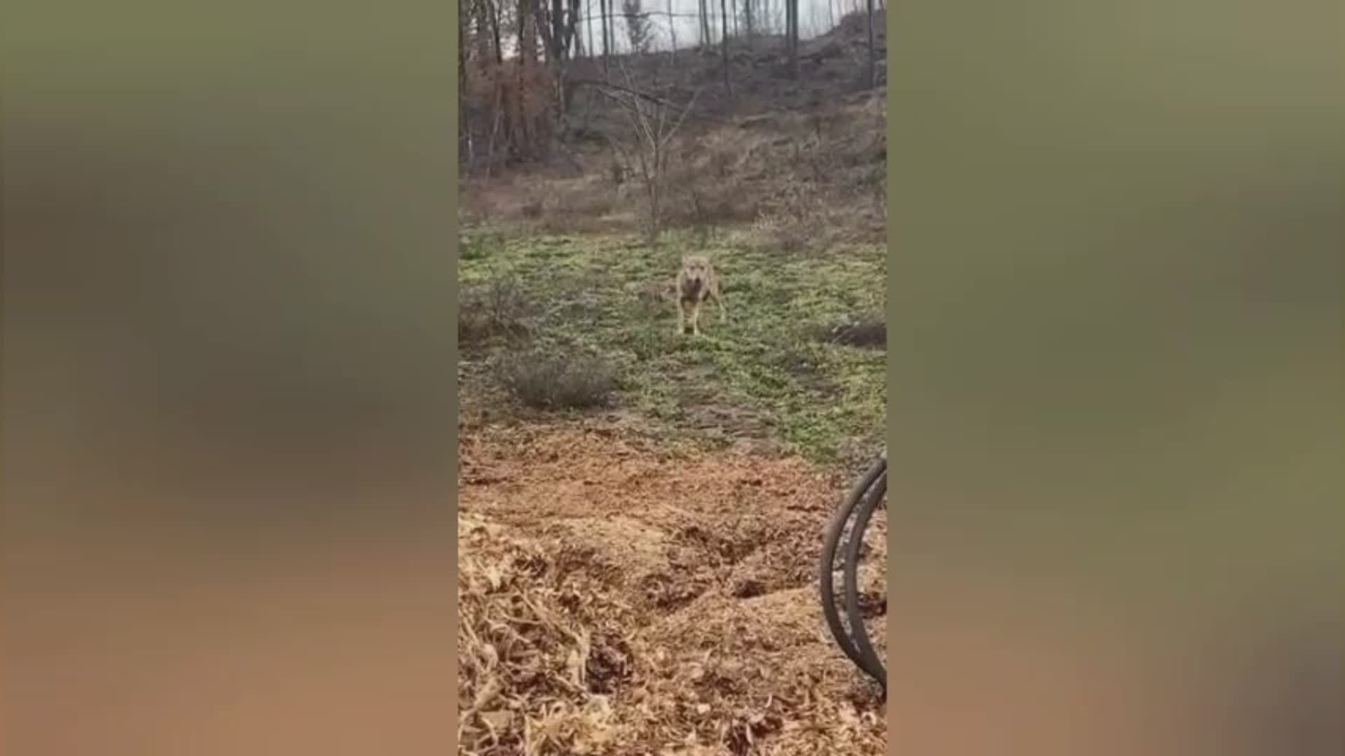 Sassello: appare un altro lupo, potrebbe essere quello preso a Bolzaneto e "trasferito", il caso finisce in Regione