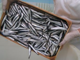 Liguria: pesca al palamito, Regione chiede sblocco vincoli al governo