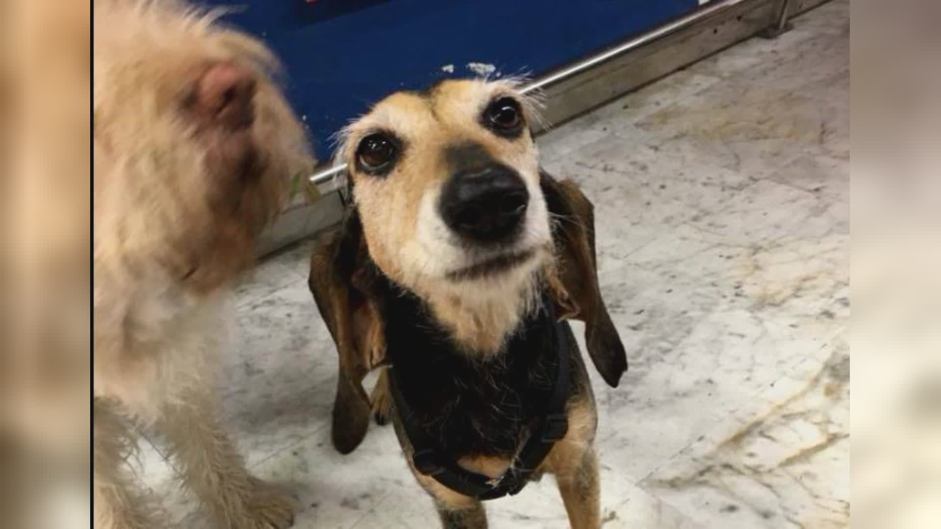 Genova: cani, picco di abbandoni, canile comunale senza più spazi