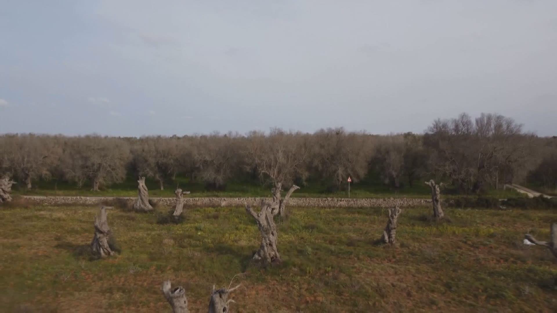Liguria, l'agricoltura al femminile è una risorsa: 3mila aziende in rosa