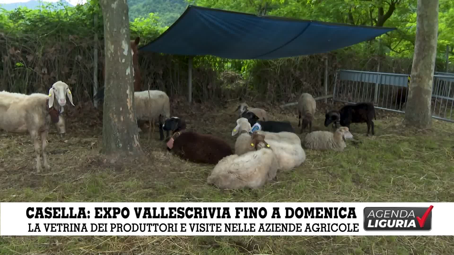 Agenda Liguria -Expo Vallescrivia 14-15-16 Giugno a Casella