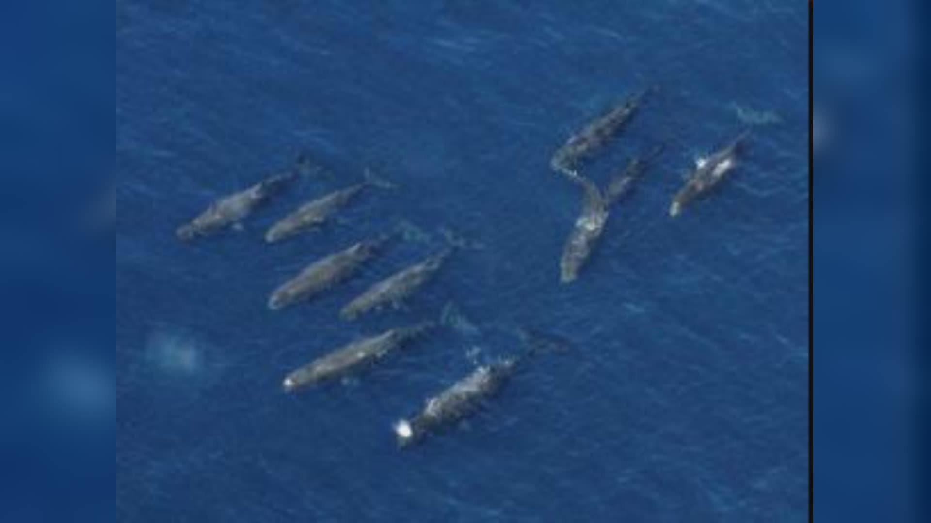 Liguria: anche Portofino, Bergeggi e le Cinque Terre tra le aree protette per i cetacei