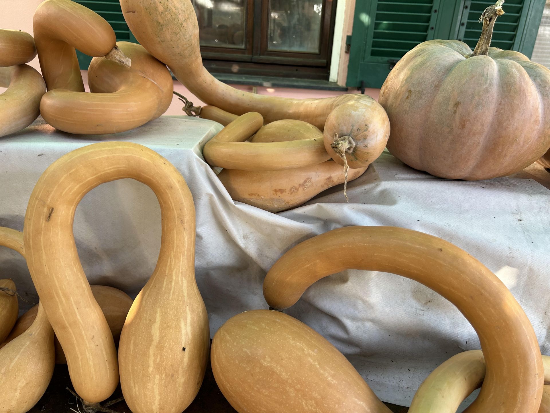 Annata di zucche e olive, ma con pochi funghi. Ecco le motivazioni