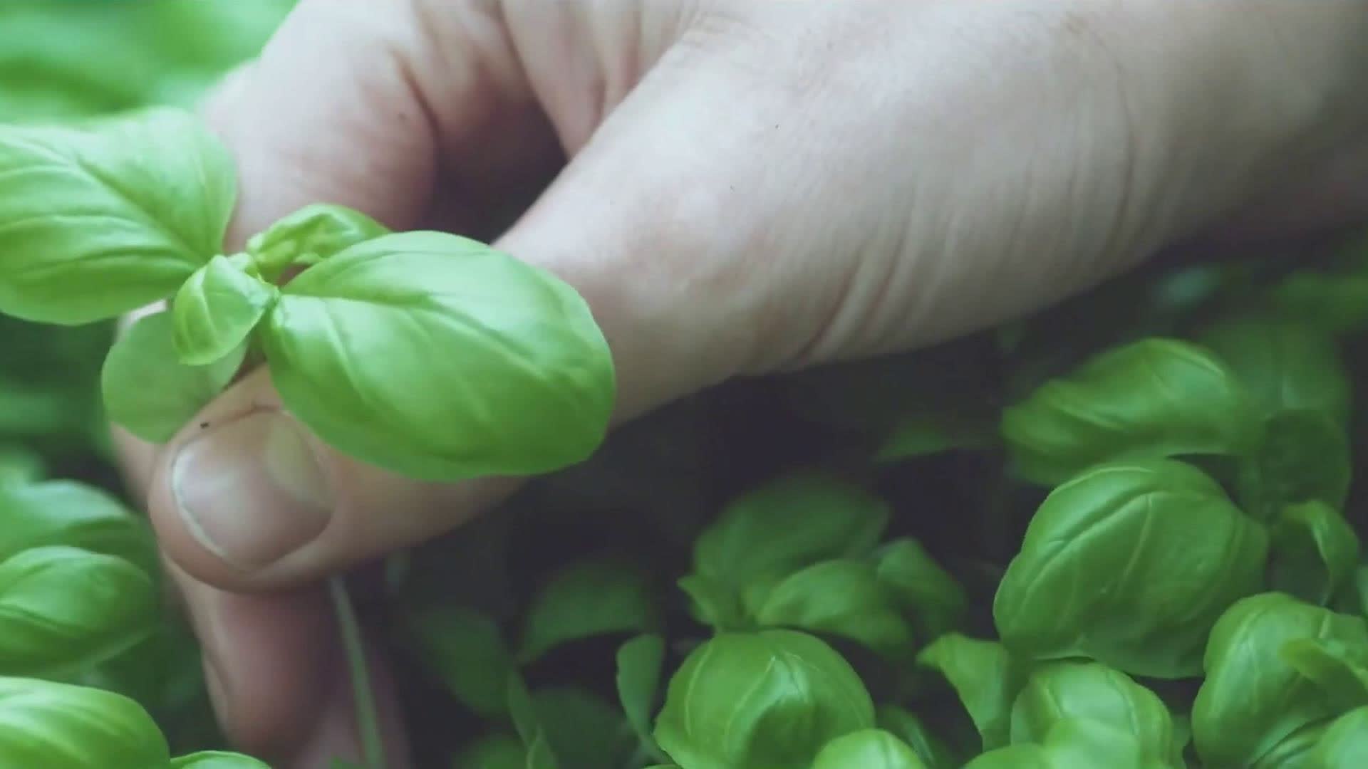 Biodiversità, successo per il progetto OLD BASIL a difesa del basilico genovese DOP