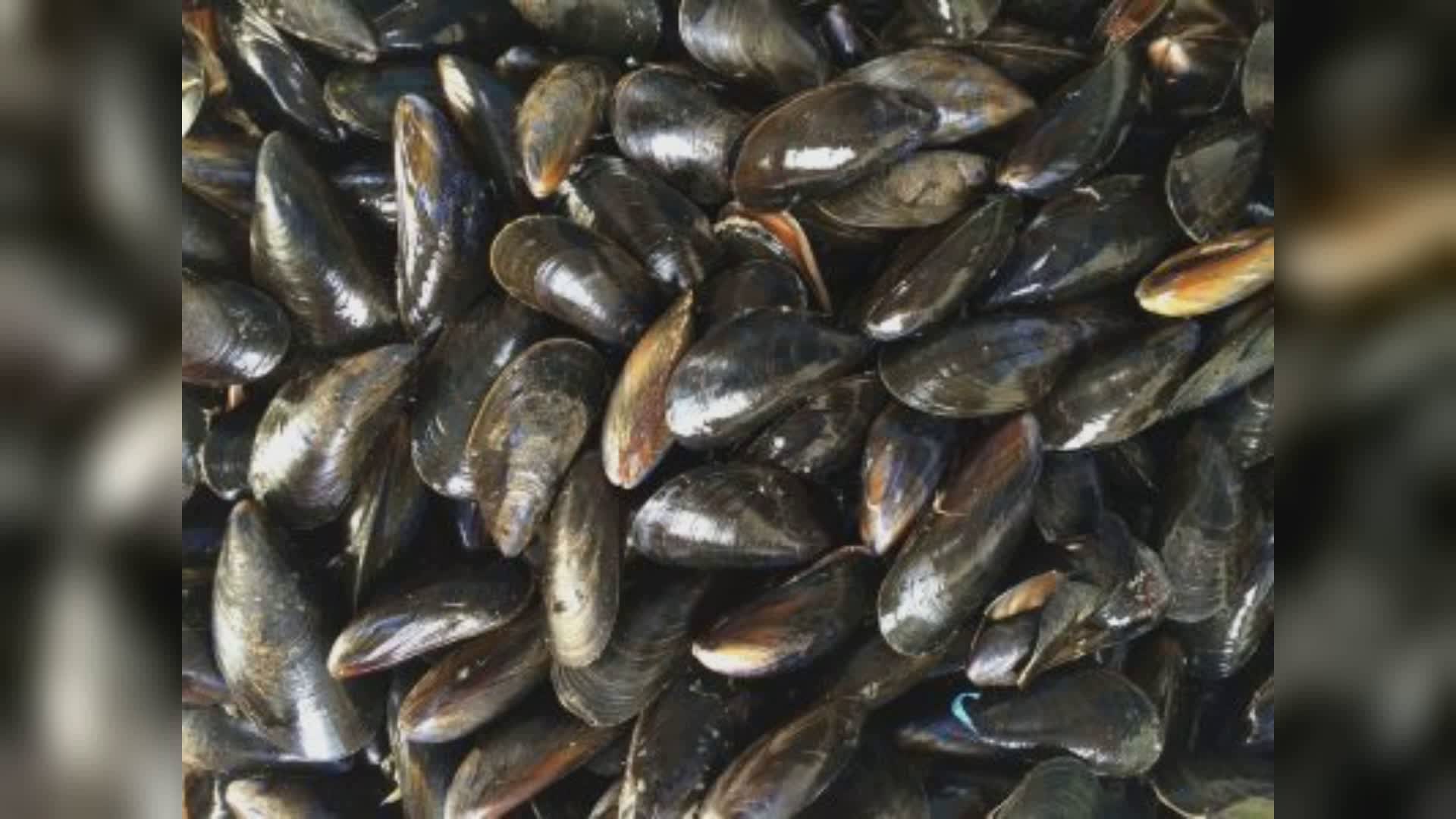 La Spezia: vivai dei 'muscoli', via libera della Regione alla collocazione fuori diga